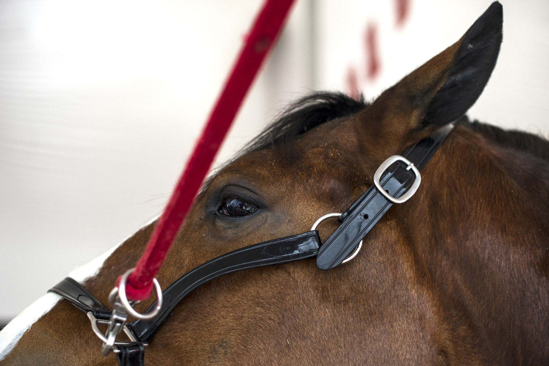 Budweiser Clydesdales 12